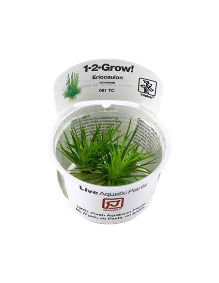 Eriocaulon cinereum - Invitro