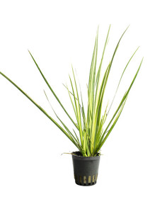 Acorus variegata – Origine France