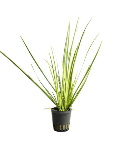 Acorus variegata – Origine France
