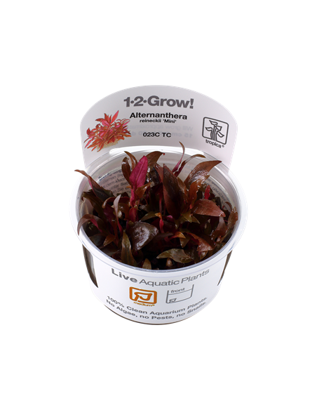 Alternanthera reineckii 'Mini' - Invitro