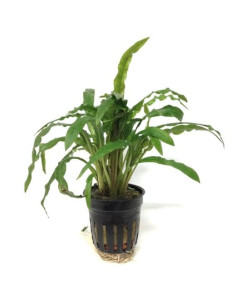 Cryptocoryne Costata – Origine France