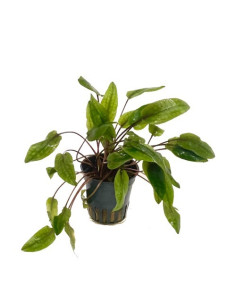 Cryptocoryne indonesii – Origine France