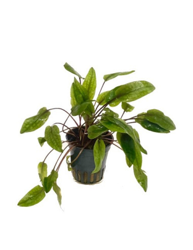 Cryptocoryne indonesii – Origine France