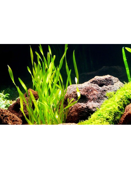 Vallisneria Asiatica – Origine France