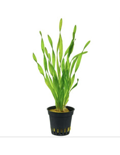 Vallisneria Asiatica – Origine France