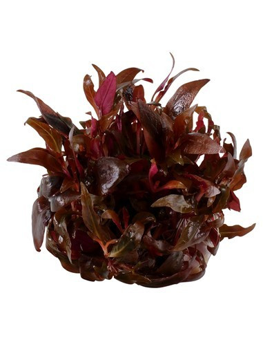 Alternanthera reineckii 'Mini' - Invitro