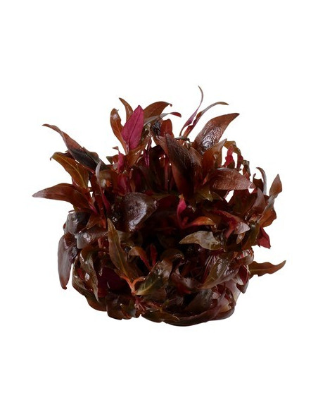 Alternanthera reineckii 'Mini' - Invitro