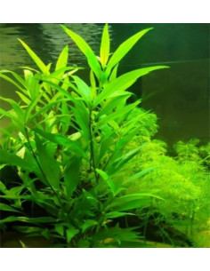 Hygrophila Corymbosa Thailand – Origine France 2