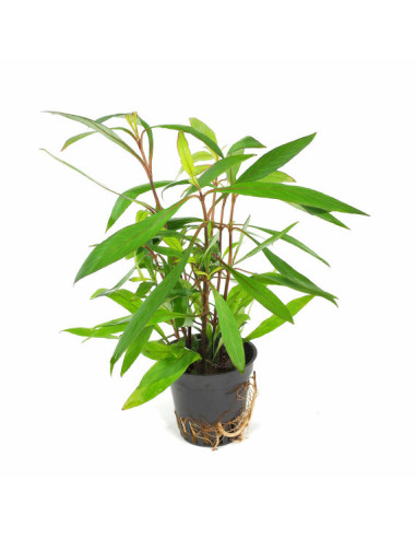 Hygrophila Corymbosa Thailand – Origine France