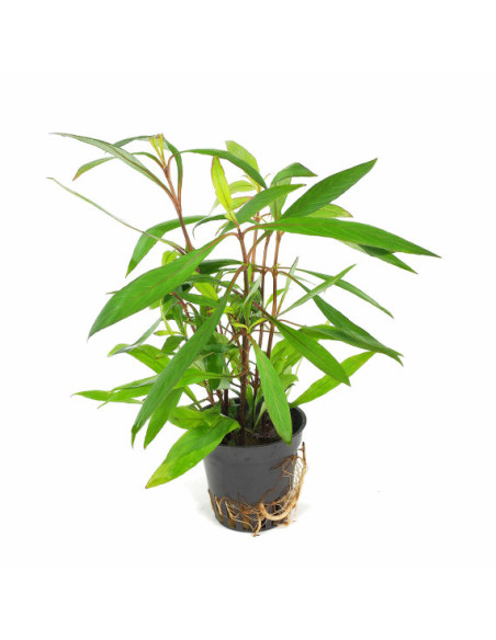 Hygrophila Corymbosa Thailand – Origine France