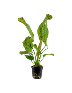 Echinodorus Ozelot Green – Origine France