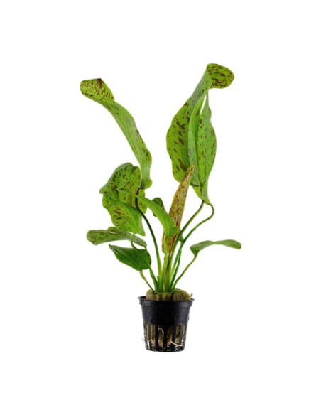 Echinodorus Ozelot Green – Origine France