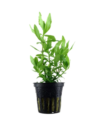 Hygrophila Polysperma – Origine France