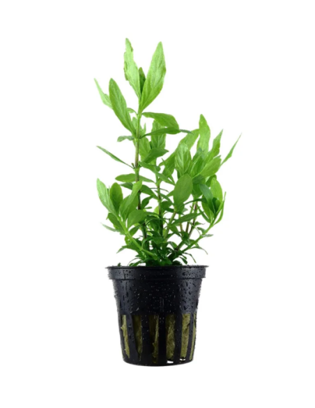 Hygrophila Polysperma – Origine France