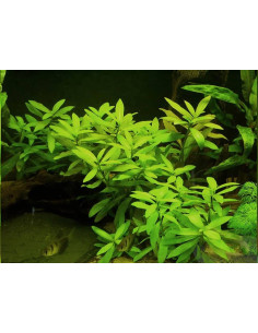 Hygrophila Polysperma – Origine France 2