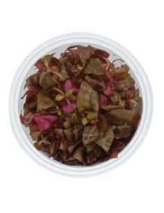 Alternanthera reineckii mini - Invitro Origne France