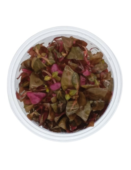 Alternanthera reineckii mini - Invitro Origne France