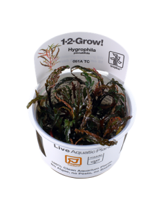 Hygrophila Pinnatifida - Invitro