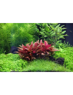 Alternanthera reineckii mini - Invitro Origne France 2