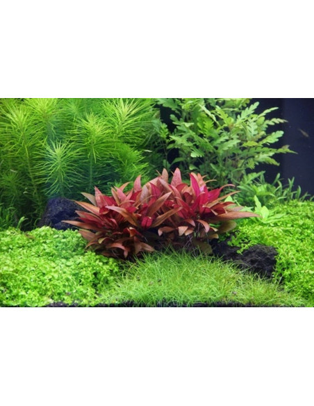 Alternanthera reineckii mini - Invitro Origne France