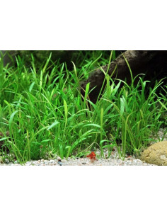 Lilaeopsis brasiliensis - Invitro Origne France 2