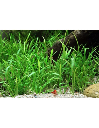 Lilaeopsis brasiliensis - Invitro Origne France