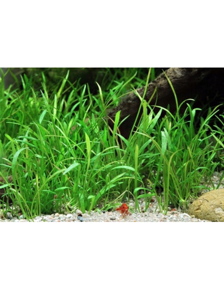 Lilaeopsis brasiliensis - Invitro Origne France