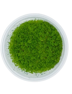 Micranthemum callitrichoides 'Cuba' - Invitro Origne France