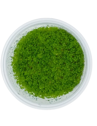 Micranthemum callitrichoides 'Cuba' - Invitro...