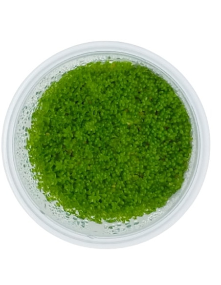 Micranthemum callitrichoides 'Cuba' - Invitro Origne France