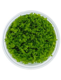 Micranthemum 'Monte Carlo' - Invitro Origne France