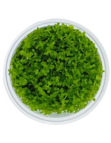 Micranthemum 'Monte Carlo' - Invitro Origne France