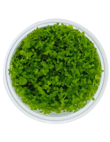 Micranthemum 'Monte Carlo' - Invitro Origne France