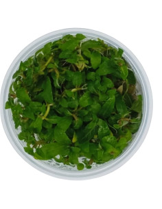 Staurogyne Repens - Invitro Origne France