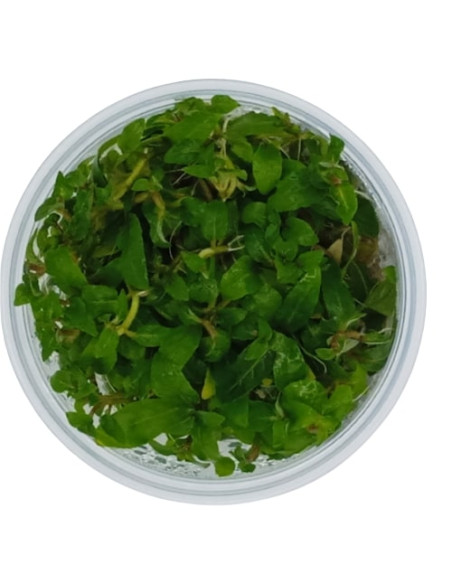 Staurogyne Repens - Invitro Origne France