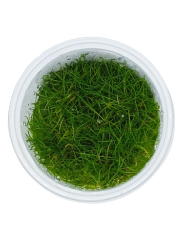 Eleocharis parvula - Invitro Origne France