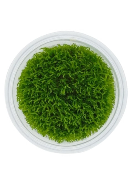 Riccia fluitans - Invitro Origne France