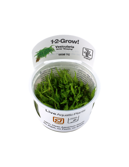 Vesicularia ferriei 'Weeping Moss' - Invitro