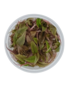 Cryptocoryne Flamingo - Invitro Origne France