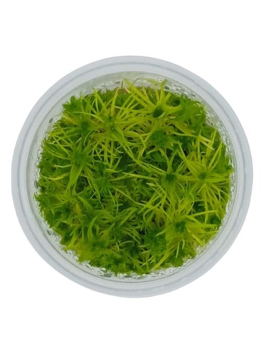 Pogostemon deccanensis - Invitro Origne France