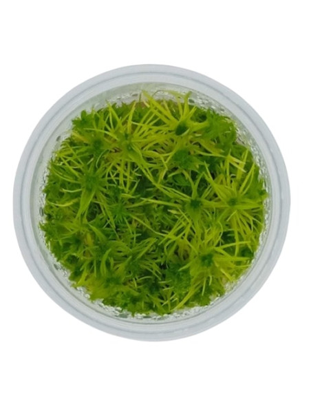 Pogostemon deccanensis - Invitro Origne France