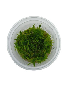 Taxiphyllum sp. 'Spiky Moss' - Invitro Origne France