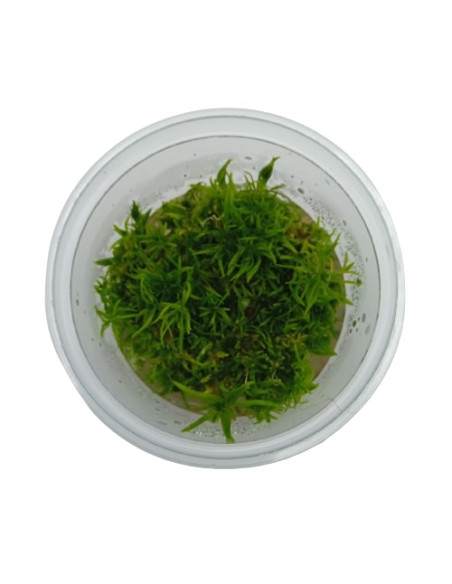 Taxiphyllum sp. 'Spiky Moss' - Invitro Origne France