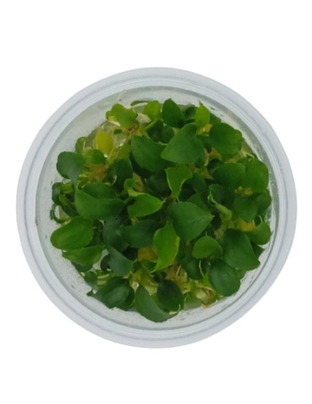 Schismatoglottis prietoi - Invitro Origne France