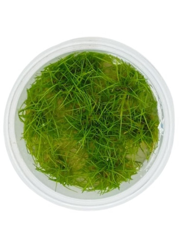 Eleocharis pusilla 'Mini' - Invitro Origne France