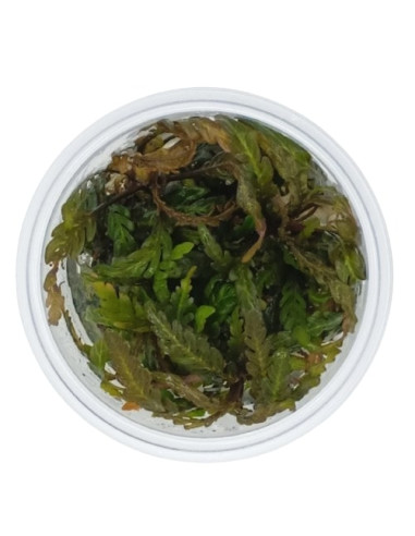 Hygrophila pinnatifida - Invitro Origne France