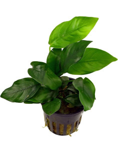 Anubias Nana – Origine France