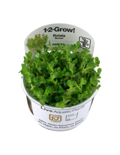 Rotala 'Bonsai'