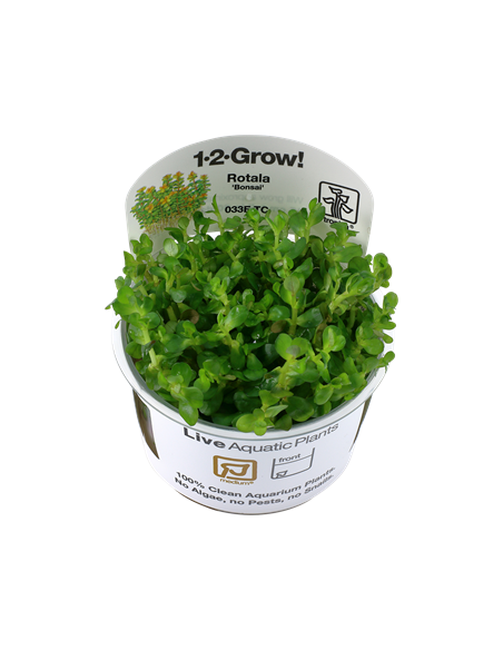 Rotala 'Bonsai' - Invitro