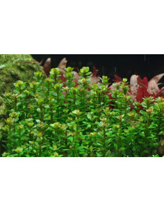 Rotala 'Bonsai' - Invitro 2